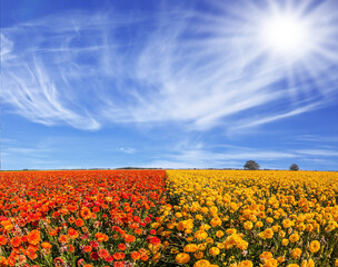  The fields of buttercups- ranunculus