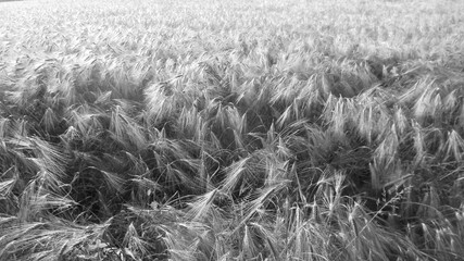 Black and white series, grains in the wind 