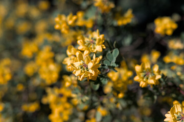 Honeybush