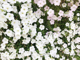 Group of white petunia flower in the garden.