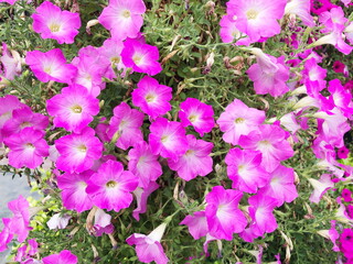 Group of pink petunia flower in the garden.