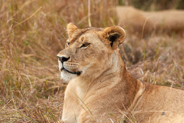 Close up of a big lioness