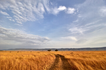 Obraz premium The road through Masaai Mara