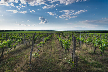 Landscape of rows in the vineyard, Bulgaria