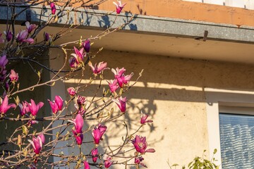 Branches with large pink Magnolia flowers on the background of the wall of a private house