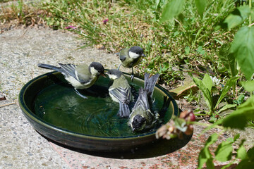 Junge Kohlmeisen beim Baden