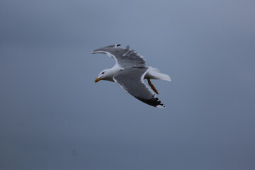 mouette 