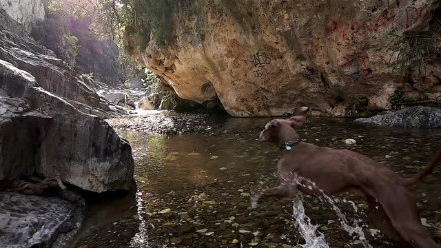 Weimaraner dog enjoying himself in the water of a stream on a sunny day in super slow motion.