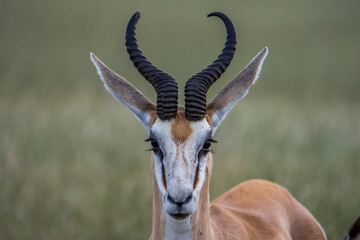 Antilope Namibienne