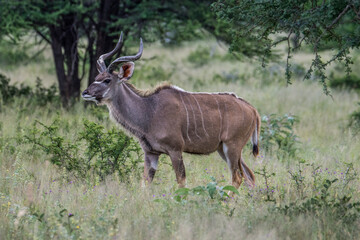 Antilope Namibienne