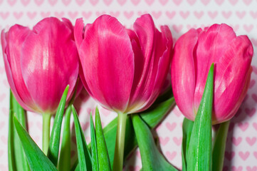 Beautiful pink tulips on a background with pink hearts, a gift for Valentine's Day, Women's Day or Mother's Day