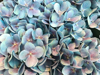 Blue and pink artificial Hydrangea flower background.