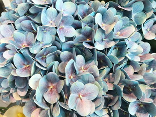 Blue and pink artificial Hydrangea flower background.