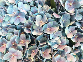 Blue and pink artificial Hydrangea flower background.