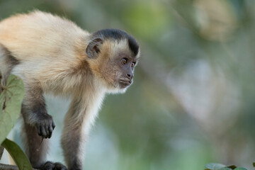 The Hooded capuchin monkey (Cebus apella cay)
