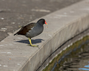 Obraz premium Moorhen, bird, at the edge of a man made lake.