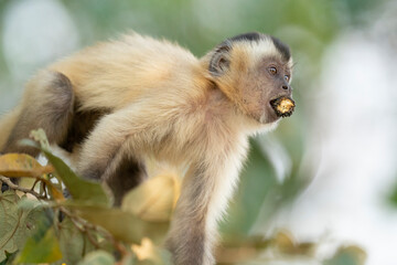 The Hooded capuchin monkey (Sapajus cay)