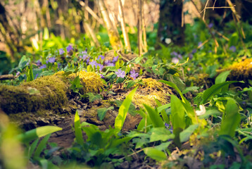 carpet of violets in the woods