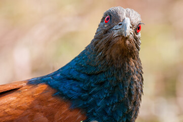 close up of a bird. Greater Caucal or 