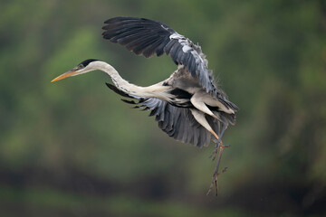 The cocoi heron (Ardea cocoi)