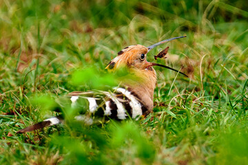 tossed to gulp. Bird catches a butterfly and tosses up to gulp wholly.