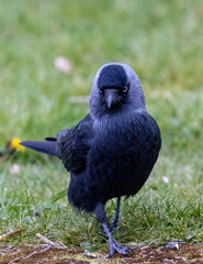 jackdaw on the ground