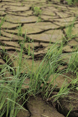 Drought, cracked ground, young shoots.