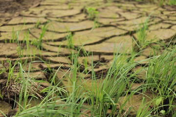 Drought, cracked ground, young shoots.
