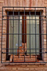 Obraz premium A cat looking out of the window of an old house in Civitanova Alta, a medieval village in the Marche region.