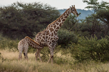 Girafe