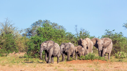 Fototapeta na wymiar Small group of African bush elephants walking in savanah in Kruger National park, South Africa ; Specie Loxodonta africana family of Elephantidae