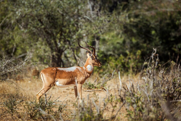 Naklejka na ściany i meble Common Impala male with fur disease in Kruger National park, South Africa ; Specie Aepyceros melampus family of Bovidae