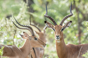 Naklejka premium Common Impala horned male with backlit natural background in Kruger National park, South Africa ; Specie Aepyceros melampus family of Bovidae