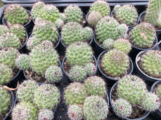 Collection of young cactus in pots. Cactus plants at the nursery. Potted cactus house plants . 