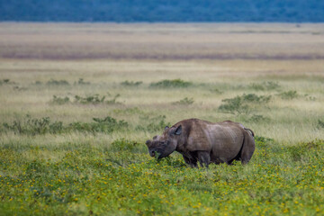 Fototapeta premium Rhinocéros noir