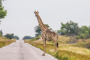 Girafe