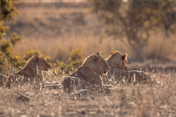 African lion pride lying down in backlit grass in Kruger National park, South Africa ; Specie...