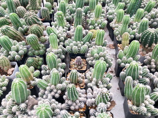 Collection of young cactus in pots. Cactus plants at the nursery. Potted cactus house plants . 