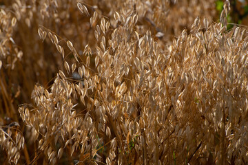 The Sprouts of ripe oats on the field