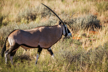 South African Oryx walking in savannah in Kgalagari transfrontier park, South Africa ; specie Oryx...