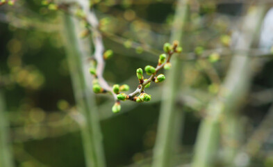 gałązka z wiosennymi pąkami w zbliżeniu © gosia