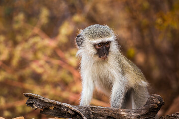 Obraz premium Cute young Vervet monkey with natural background in Kruger National park, South Africa ; Specie Chlorocebus pygerythrus family of Cercopithecidae