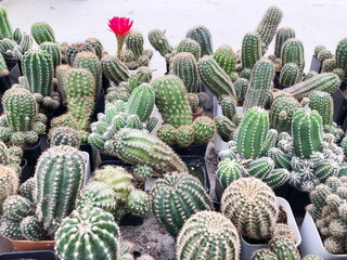 Collection of young cactus in pots. Cactus plants at the nursery. Potted cactus house plants . 