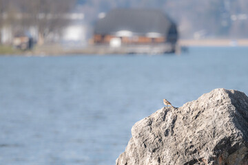 Kleiner Vogel sitzt auf einem Stein vor dem unscharfen Hintergrund des Tegernsees mit Bootshaus