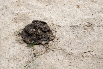 Cow dung dry on the ground. Processing feces into natural fertilizers in the field.