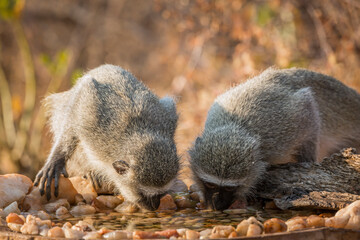 Two Vervet monkey drinking at waterhole in Kruger National park, South Africa ; Specie Chlorocebus pygerythrus family of Cercopithecidae