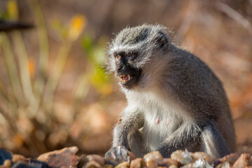 Vervet monkey portrait mouth open with natural background in Kruger National park, South Africa ; Specie Chlorocebus pygerythrus family of Cercopithecidae