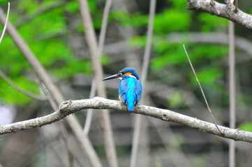 カワセミの休憩　kingfisher break