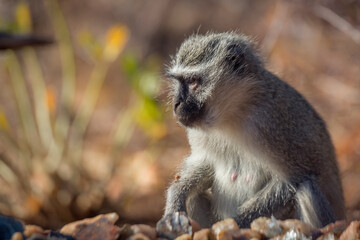Vervet monkey portrait with natural background in Kruger National park, South Africa ; Specie Chlorocebus pygerythrus family of Cercopithecidae
