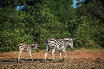 Naklejka premium Plains zebra mother and baby walking in savanah in Kruger National park, South Africa ; Specie Equus quagga burchellii family of Equidae